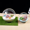Terrarium En Verre En Forme Boule Transparente Décorative