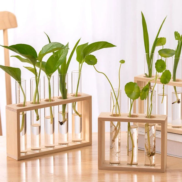 Vase avec Cadre en Bois pour Plantes Hydroponiques