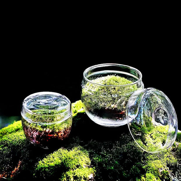 Petit Vase en Verre pour Plantes Vertes