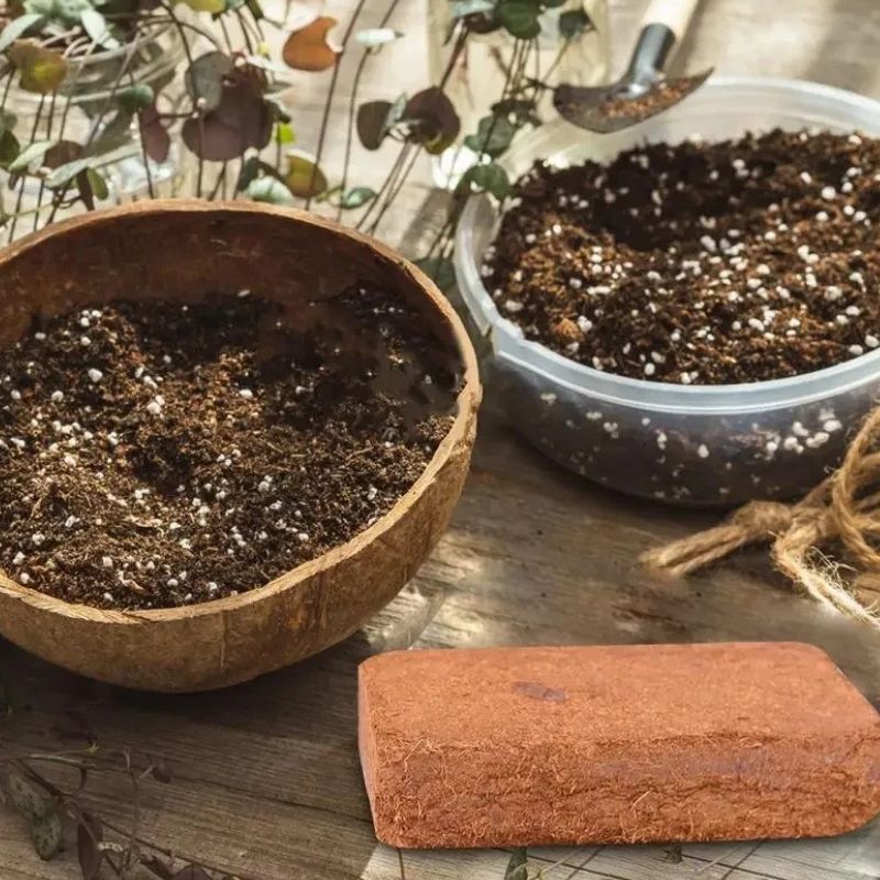 Substrat Terrarium En Fibre De Coco Pour Reptiles
