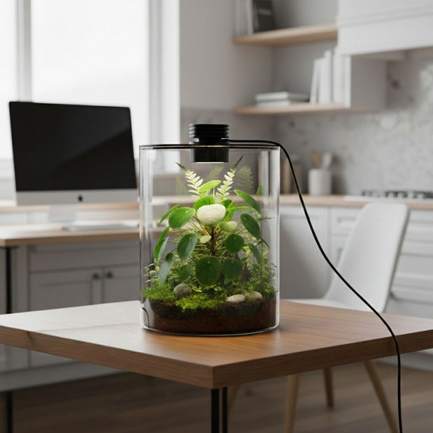 Terrarium En Verre Cylindrique