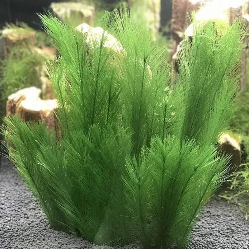 Plante Pour Terrarium Avec Feuilles Fines