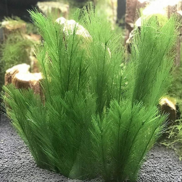 Plante Pour Terrarium Avec Feuilles Fines