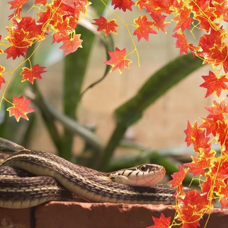 Décoration Terrarium En Vigne Artificielle