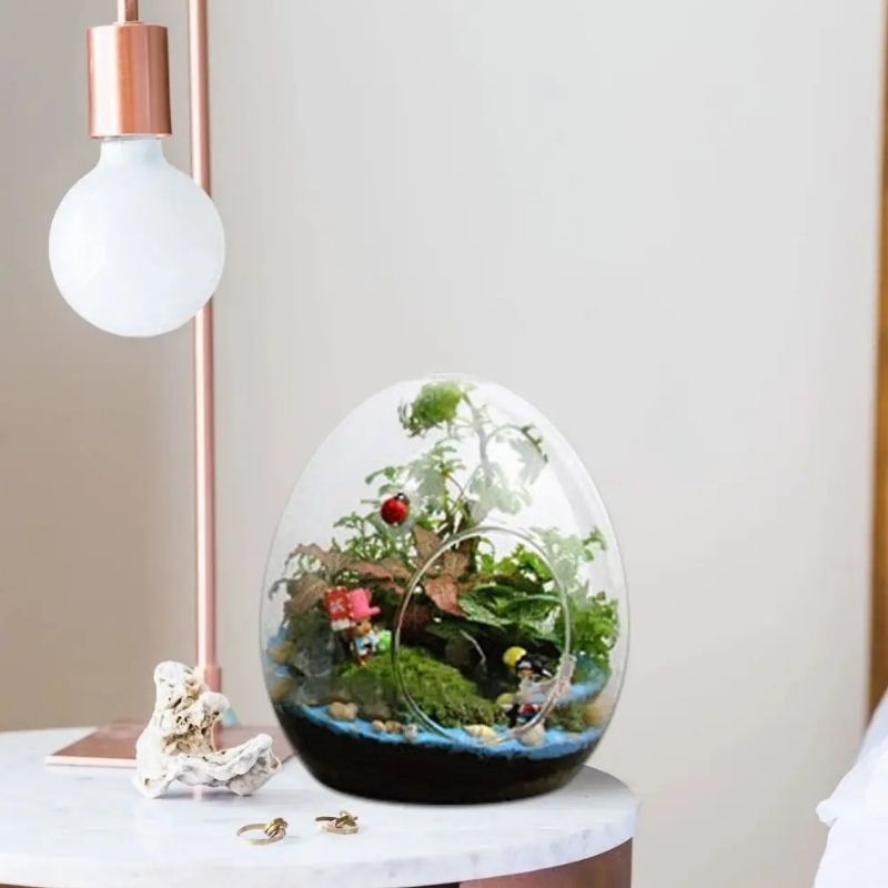 Terrarium en Verre Avec Design Oeuf