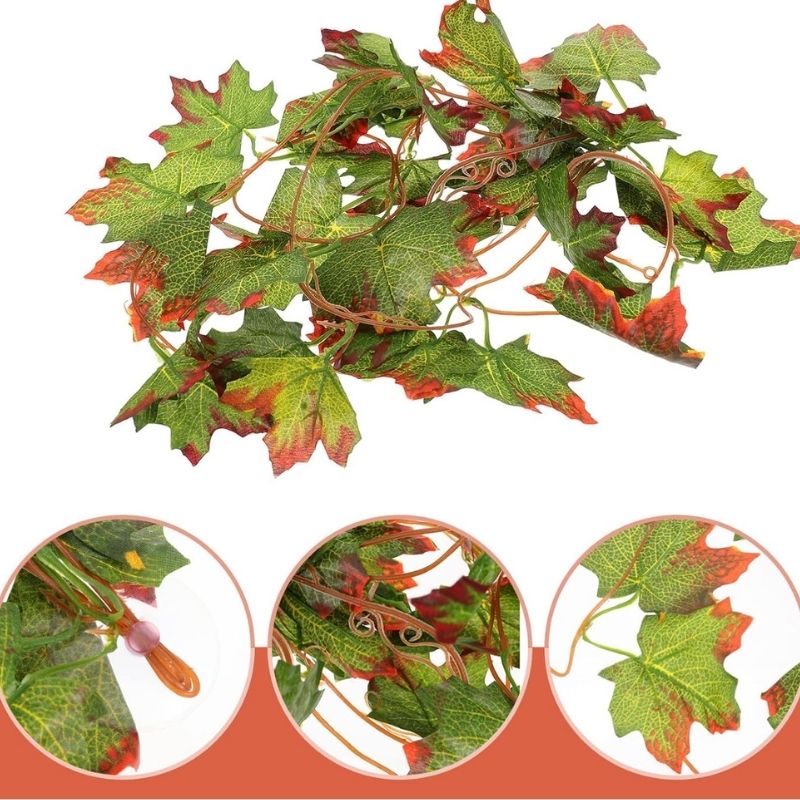 Plante Pour Terrarium En Liane Décorative