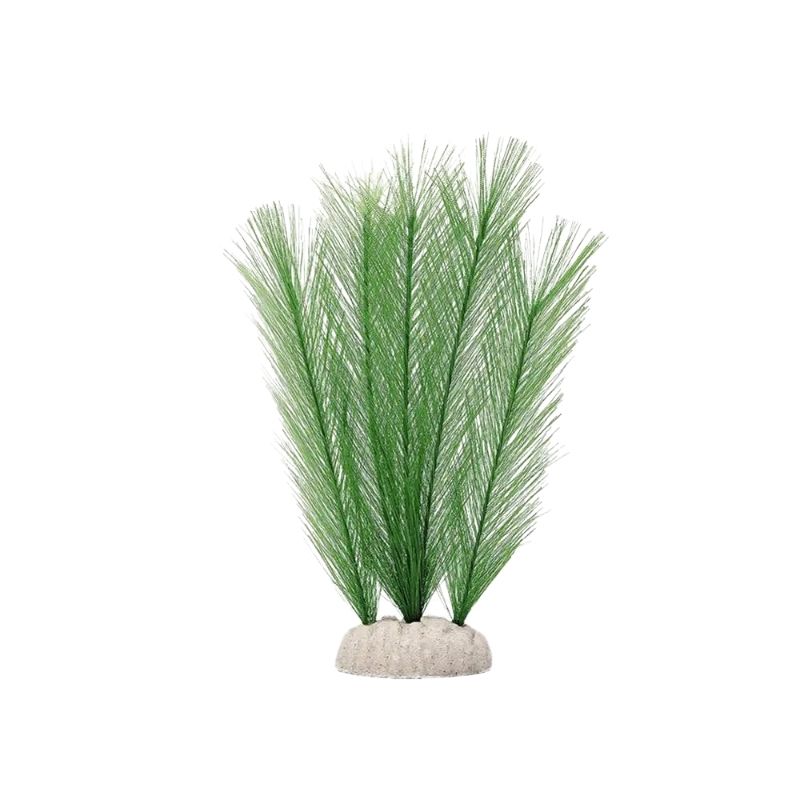 Plante Pour Terrarium Avec Feuilles Fines