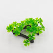 Plante Pour Terrarium Trèfle Décoratif