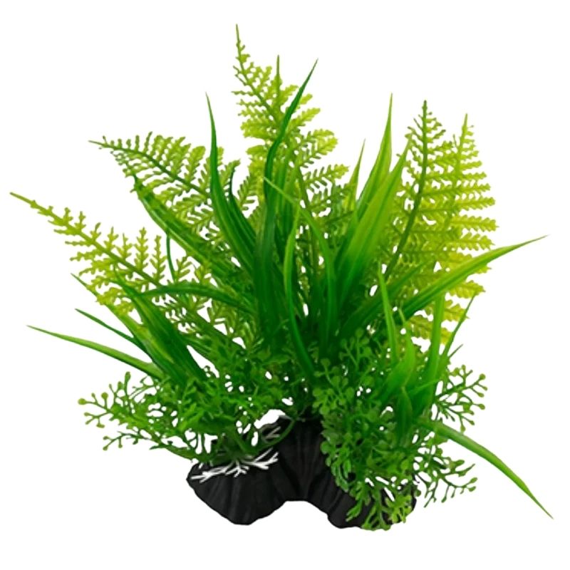 Plante Pour Terrarium En Ornement Végétal