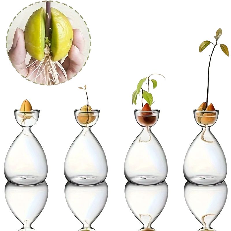 Vase Transparent pour Avocat en Lot de 2 Pièces