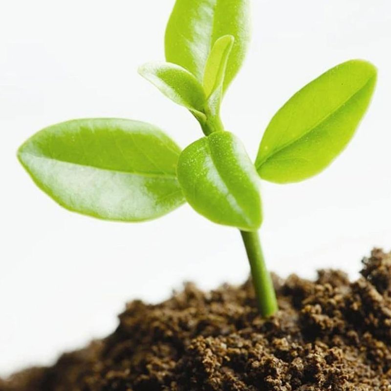 Substrat Terrarium En Fibre De Coco Naturelle