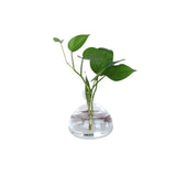 Vase Fleur en Verre Transparent pour Avocat