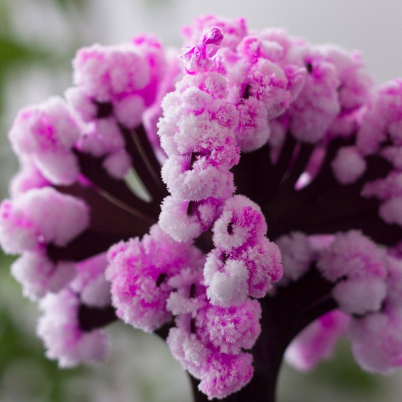 Mini Arbre Sakura Magique en Papier