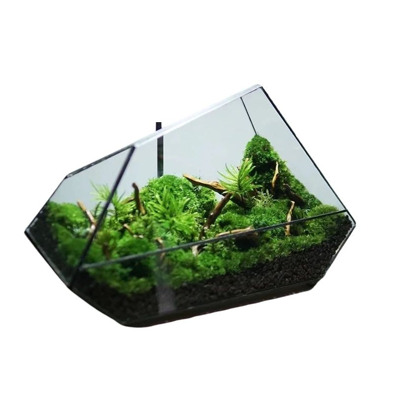Terrarium En Verre Géométrique Avec Structure Facettée Moderne