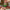 Décorations de Noël Sucette Colorée avec Nœud