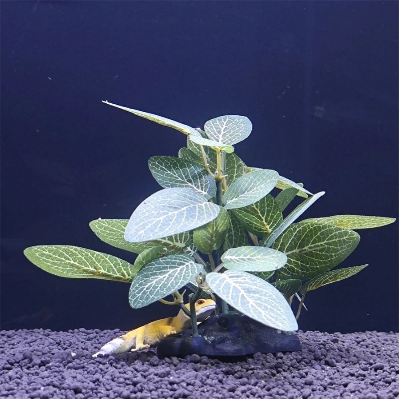 Plante Pour Terrarium Avec Feuillage Réaliste