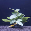 Plante Pour Terrarium Avec Feuillage Réaliste