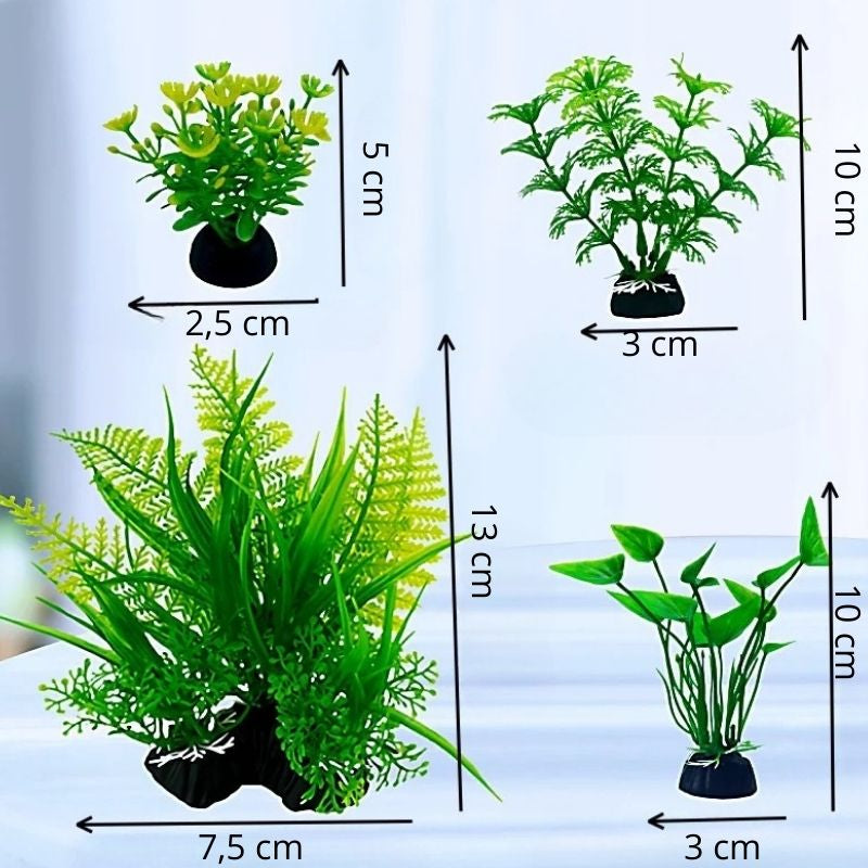 Plante Pour Terrarium En Ornement Végétal