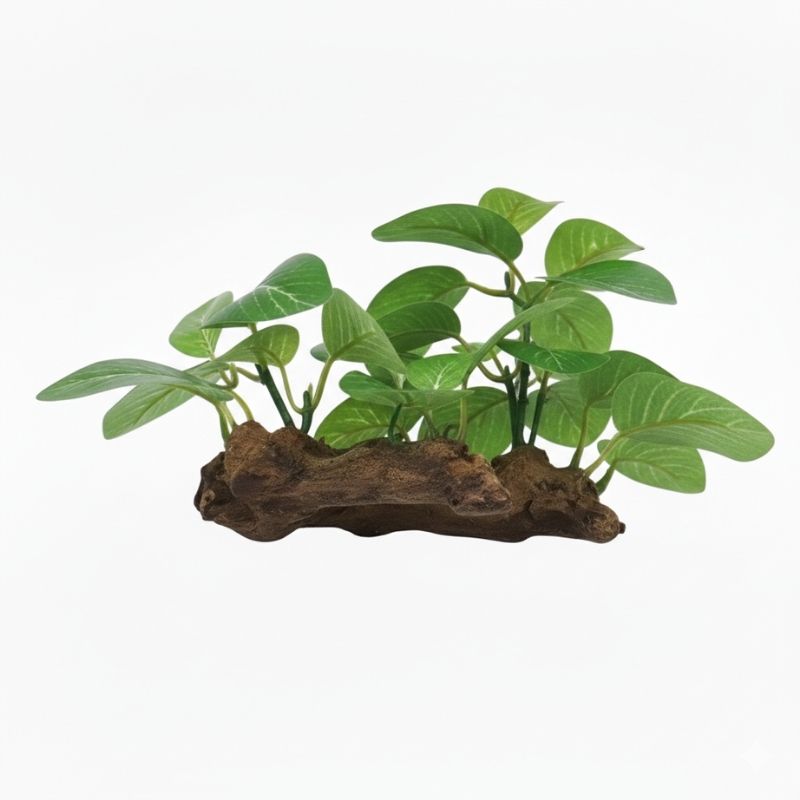 Plante Pour Terrarium Avec Base en Bois
