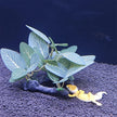 Plante Pour Terrarium Avec Feuillage Réaliste