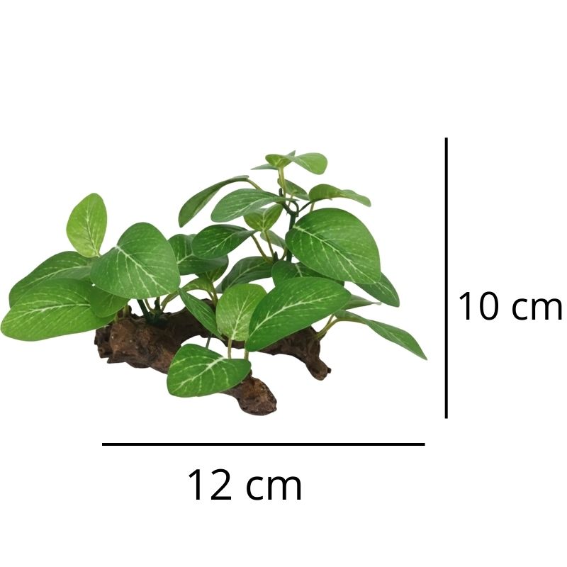 Plante Pour Terrarium Avec Base en Bois