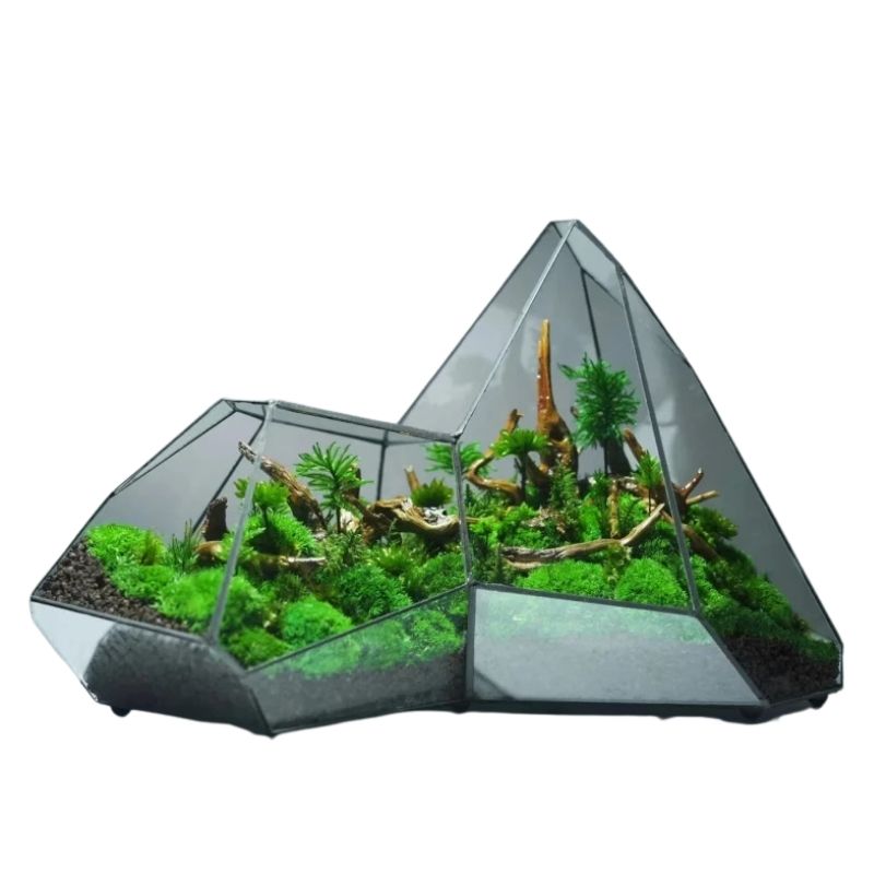 Terrarium En Verre Design En Forme Asymétrique Décorative