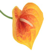 Fleur Artificielle Orange En Calla Élancé