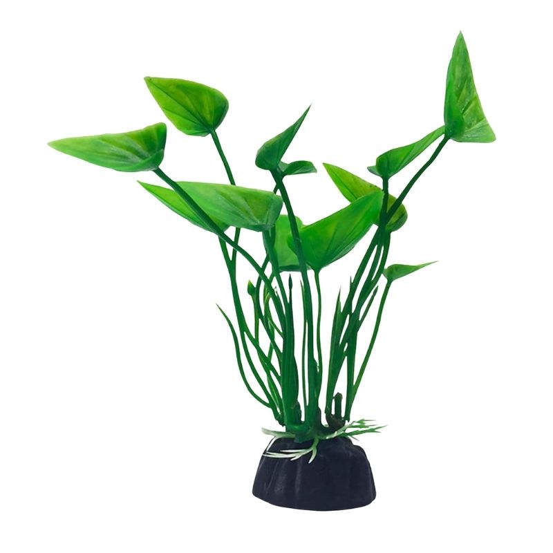 Plante Pour Terrarium En Ornement Végétal