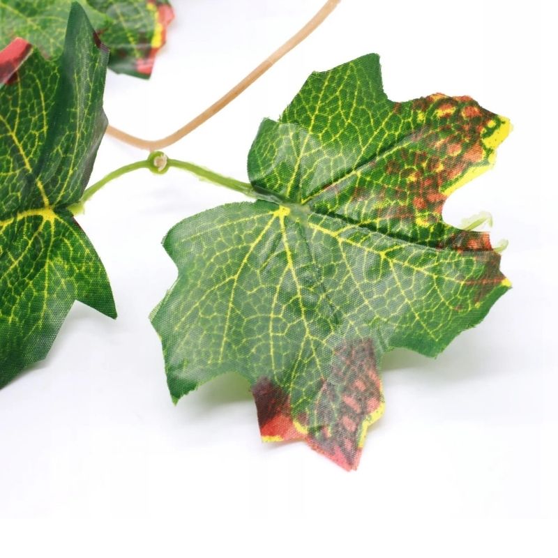 Plante Pour Terrarium En Liane Décorative