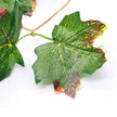 Plante Pour Terrarium En Liane Décorative