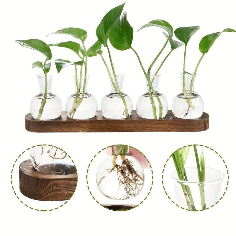 Terrarium En Verre Pour Propagation De Plantes