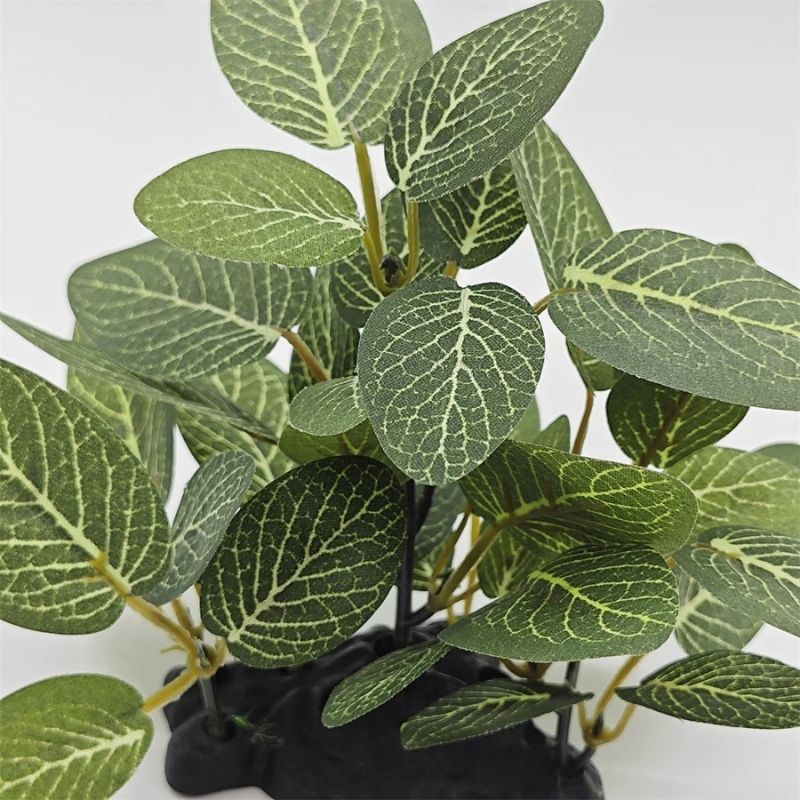 Plante Pour Terrarium Avec Feuillage Réaliste