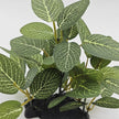 Plante Pour Terrarium Avec Feuillage Réaliste