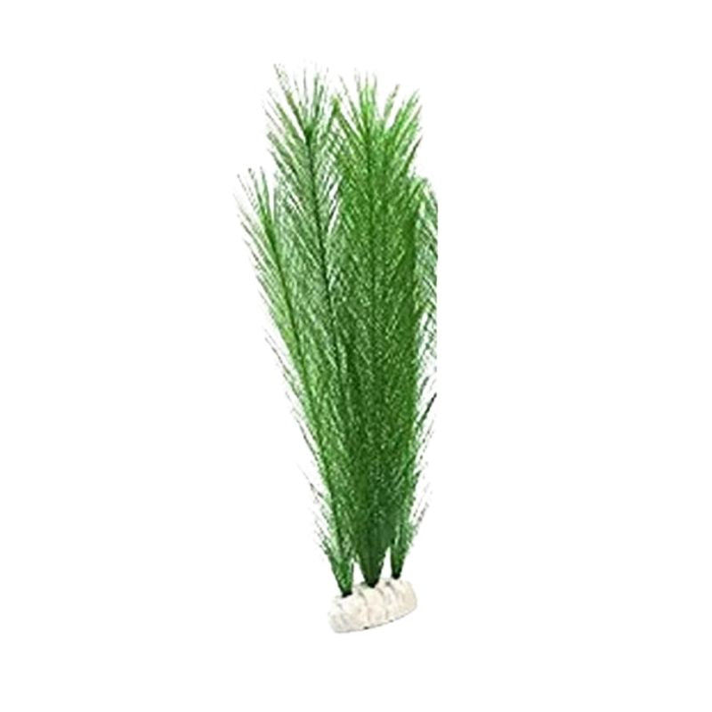 Plante Pour Terrarium Avec Feuilles Fines