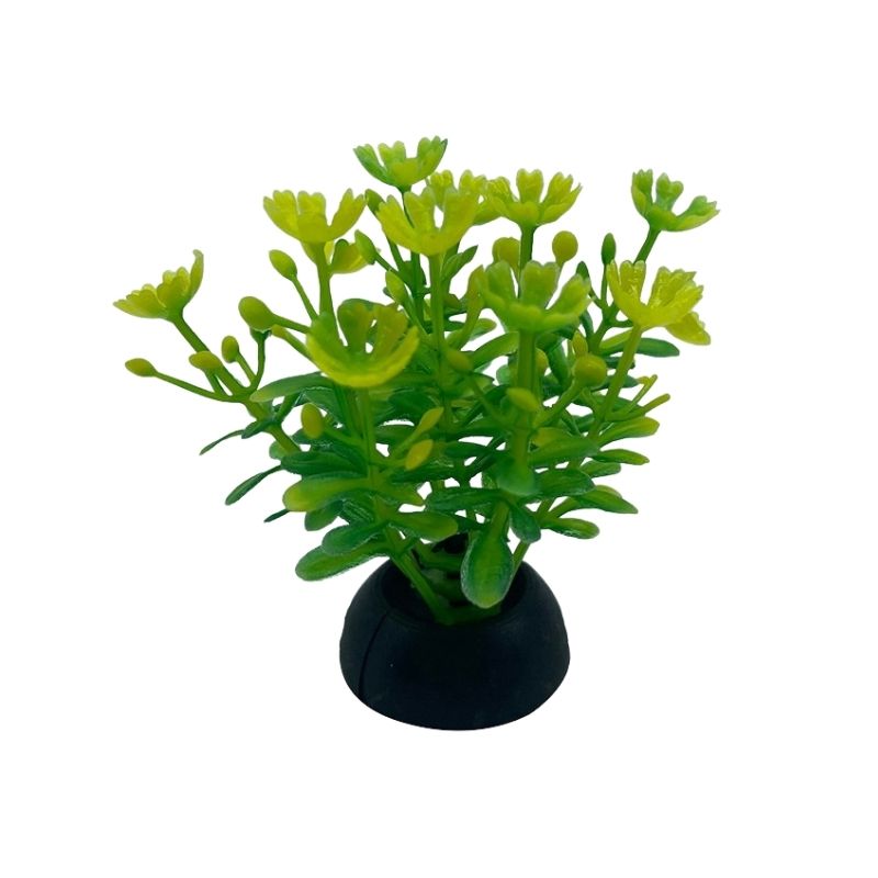 Plante Pour Terrarium En Ornement Végétal
