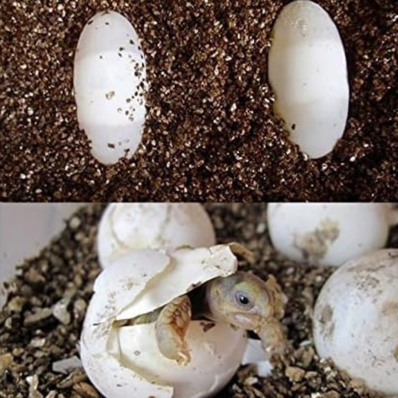 Substrat Terrarium En Vermiculite Naturelle Pour Reptiles