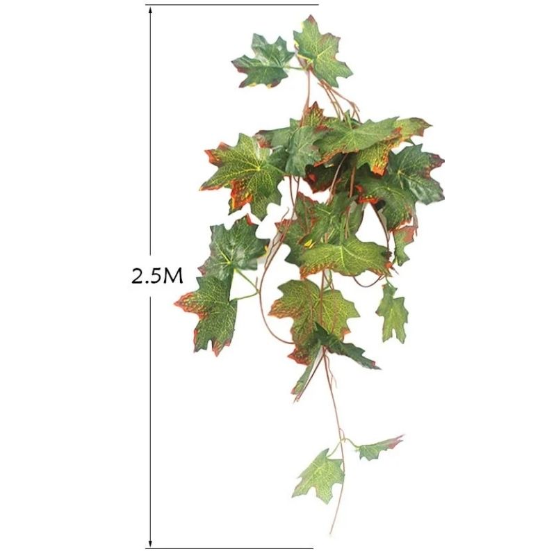 Plante Pour Terrarium En Liane Décorative