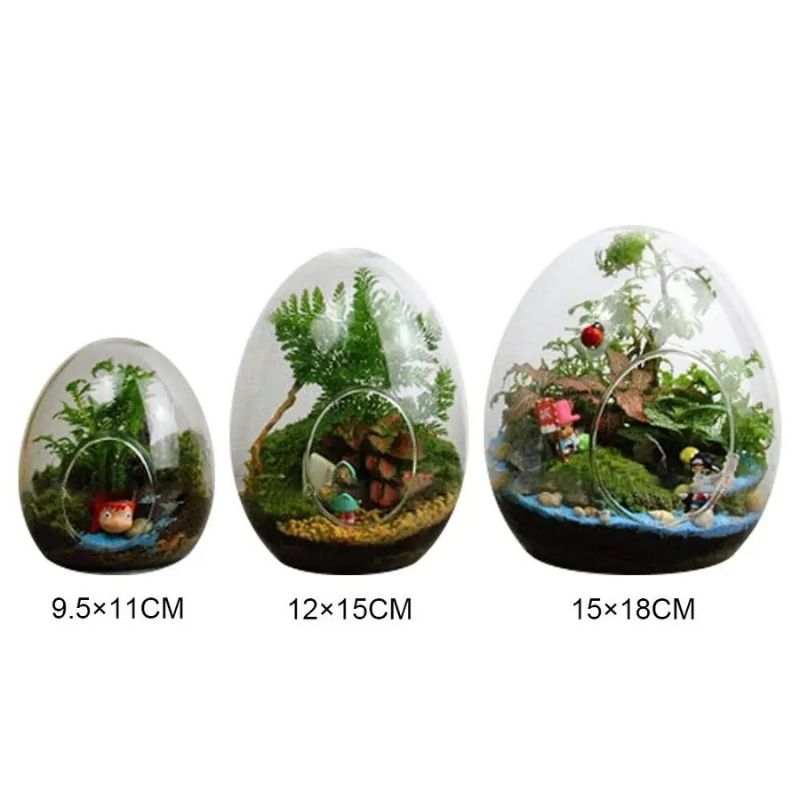 Terrarium en Verre Avec Design Oeuf