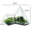 Terrarium En Verre Design En Forme Asymétrique Décorative