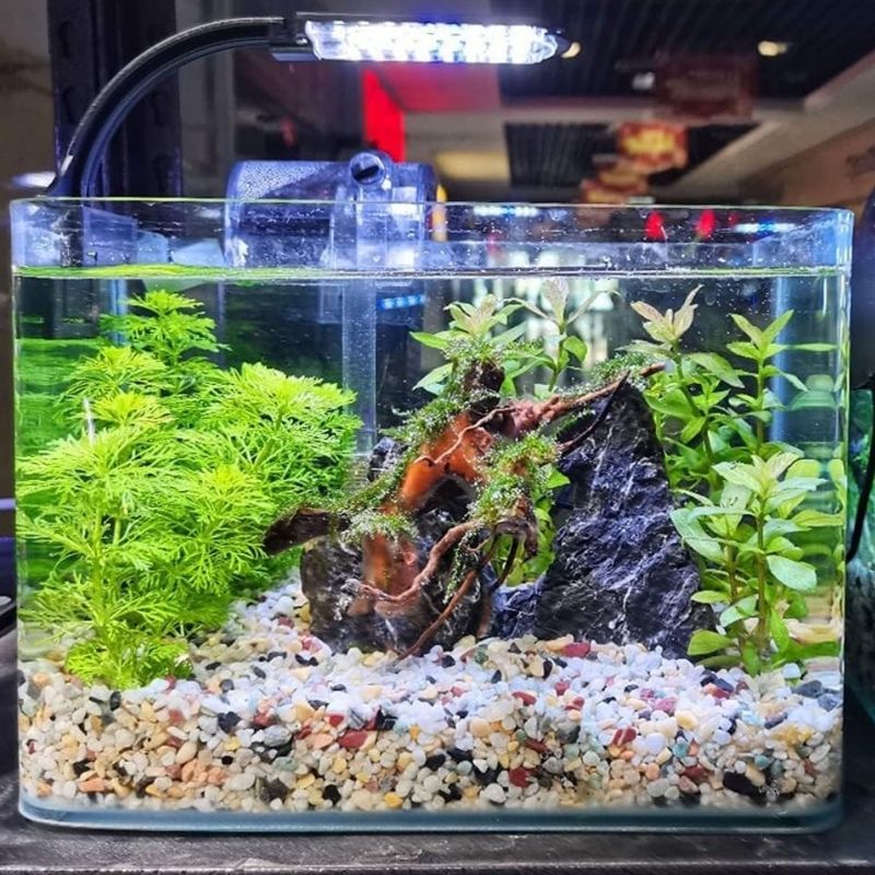 Substrat Terrarium En Gravier Naturel Coloré