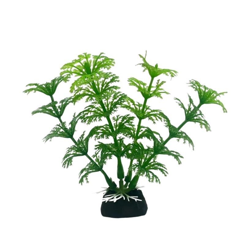 Plante Pour Terrarium En Ornement Végétal