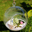 Vase Boule Transparent en Verre pour Plantes