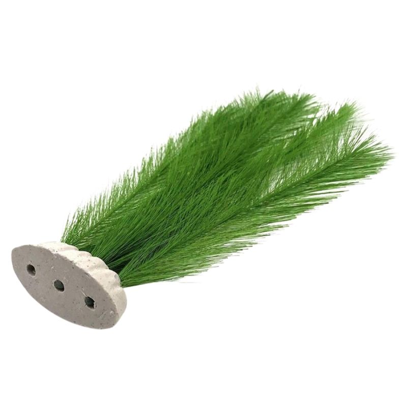 Plante Pour Terrarium Avec Feuilles Fines