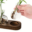 Terrarium En Verre Pour Propagation De Plantes