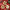 Décorations de Noël Fleurs Pailletées