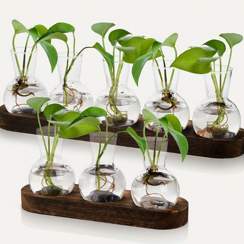 Terrarium En Verre Pour Propagation De Plantes