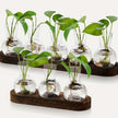 Terrarium En Verre Pour Propagation De Plantes