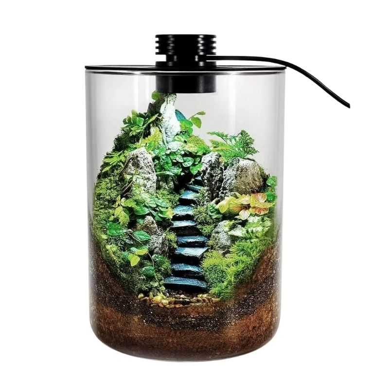 Terrarium En Verre Cylindrique