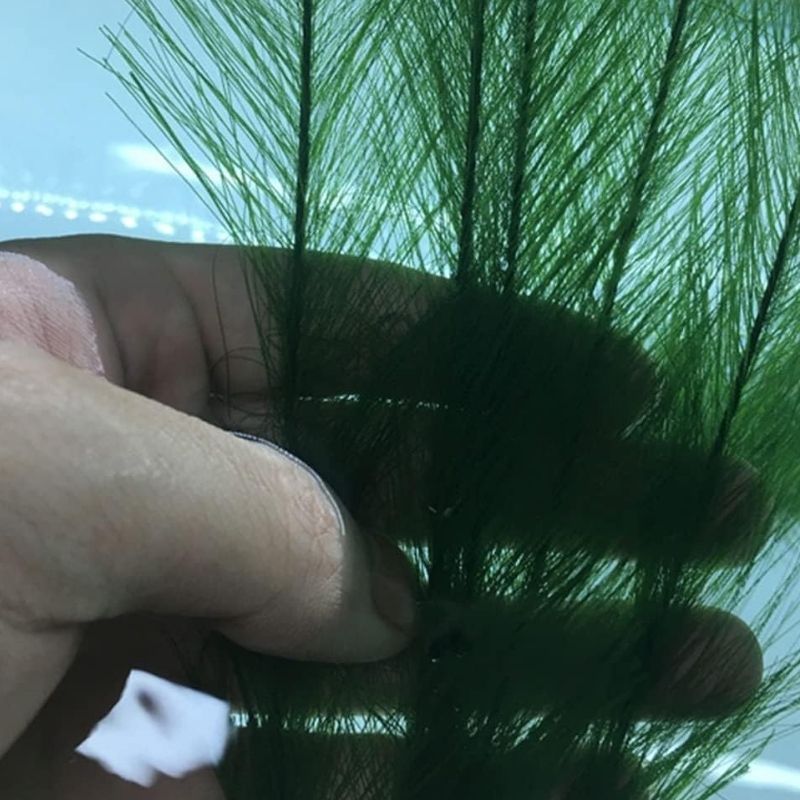 Plante Pour Terrarium Avec Feuilles Fines