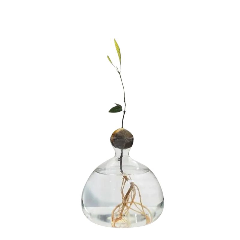 Vase Fleur en Verre Transparent pour Avocat